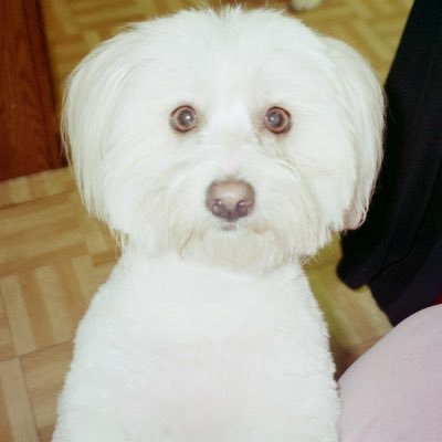 LindaBirdsong5's profile picture. Animal Rights Activist