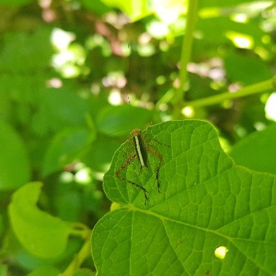 The International Plant Resistance to Insects working group - advancing the development and use of plant resistance to insects and other arthropods