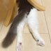 三毛猫のニケ (@capybara_321) Twitter profile photo 三毛猫のニケ (@capybara_321) Twitter profile photo