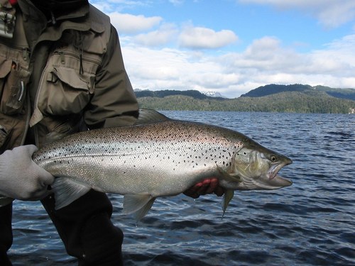 FacuFern's profile picture. 