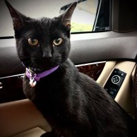 Karen the Coder- 2 Rescue Cats 🐈‍⬛ 🐈(@TheUnKaren) 's Twitter Profile Photo