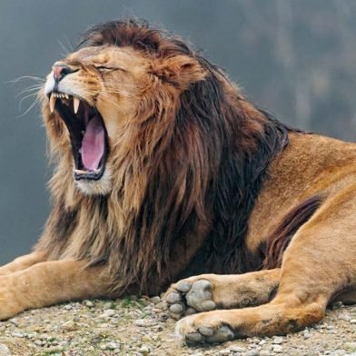 YawnyLion's profile picture. 