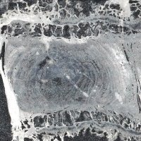 Newell_SpineLab (@newell_spinelab) 's Twitter Profile