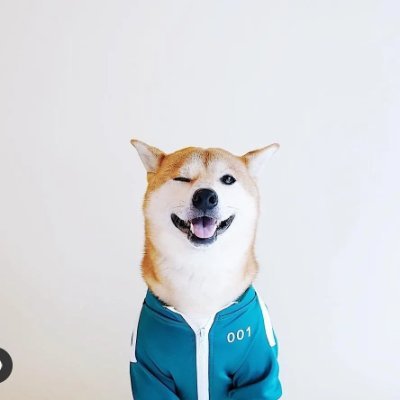 Sigam perfil official: https://t.co/8J3F2Dxm4R 
#shibainu #shibarmy