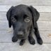 GuidePupQuaid (@guidepupquaid) Twitter profile photo GuidePupQuaid (@guidepupquaid) Twitter profile photo