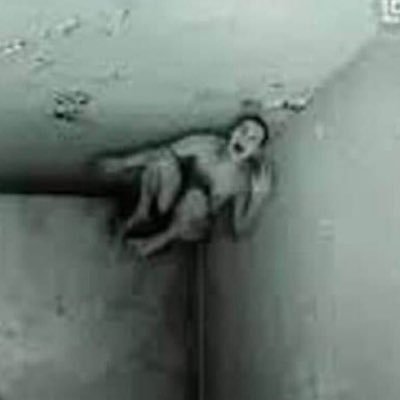 veggiestrawVEVO's profile picture. 