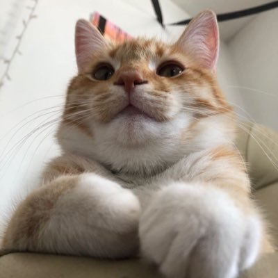 hickorythecat64 Profile Picture