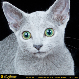 This Twitter account is owned by @Sonaos.  It is meant to provide blog updates and photos of my cat, Azul.