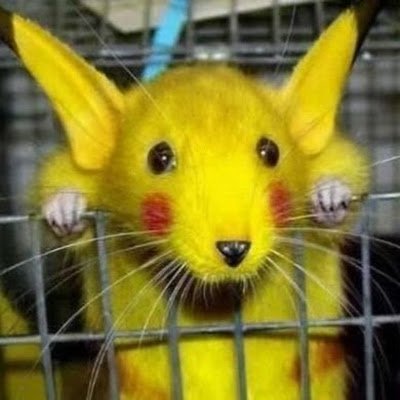 pikouitchu's profile picture. 