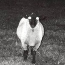 threatdefend's profile picture. security architecture & detection
