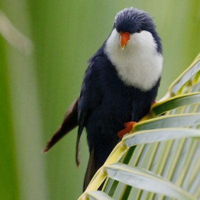 Conservation updates of parrots in Oceania. 
Promoting collaboration and awareness about the diversity of parrots in the region.