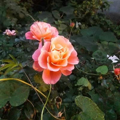 DemirerYamur1's profile picture. 