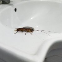 Peace Roach. (@_breadpit_) 's Twitter Profile