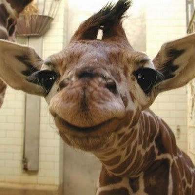 TemukaShengelia's profile picture. 