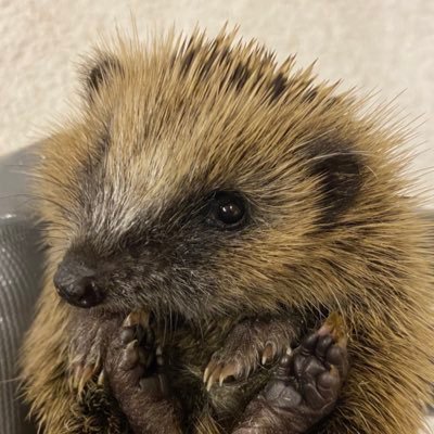 ❤️ Travel, Animals & Take That. 🦔 Hedgehog rehabilitator 8yrs+. In partnership with Jane (hedgehog Torfaen)🦔Donate https://t.co/aqO4pSN7cO