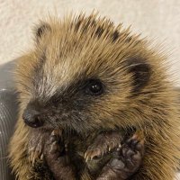 (⫩)Helen Hedgehogs 🦔(@helen_collis) 's Twitter Profile Photo