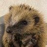 helen_collis's profile picture. ❤️ Travel, Animals & Take That. 🦔🦔🦔 Hedgehog rehabilitator 10yrs 🦔in partnership with Suzanne Colwill Donate https://t.co/aqO4pSN7cO