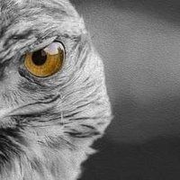 باحث قانوني ⚖️ (@maged4004) 's Twitter Profile