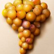 Sauternes-Barsac (@sauternesbarsac) 's Twitter Profile