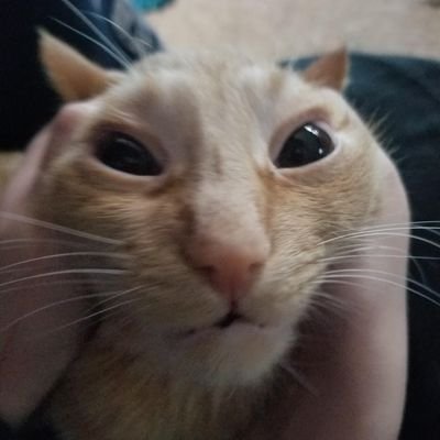 SeirNyquill's profile picture. i wish i was a moth