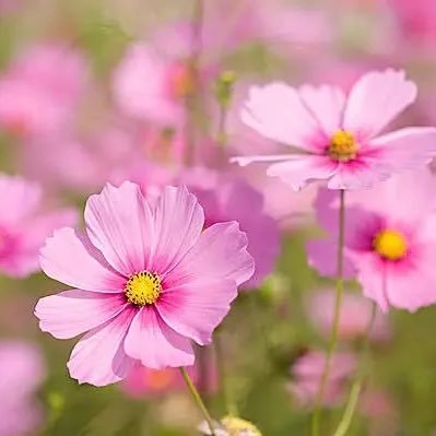 sae6miru's profile picture. ∞、あらし。7人と5人最高!!くら、ニノ中心。翔潤、山田。斗真様。今も絶賛嵐中。