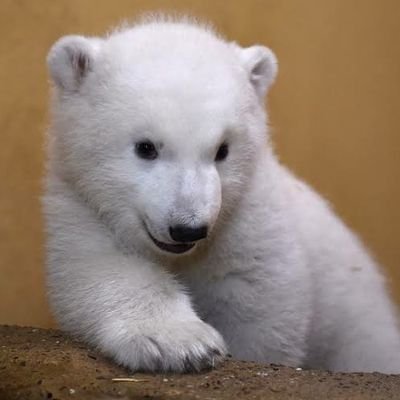 🐻❄️brazillian polar bear from the north pole🐻❄️
PT-BR🇧🇷/ENG🇺🇸
she/her
20