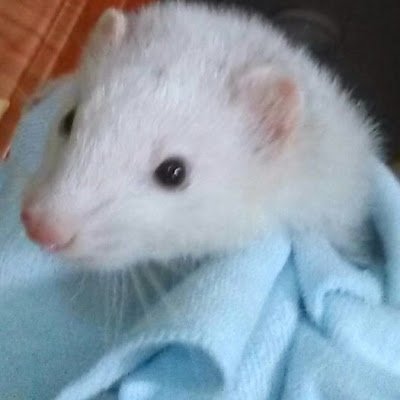 honolnol92's profile picture. 