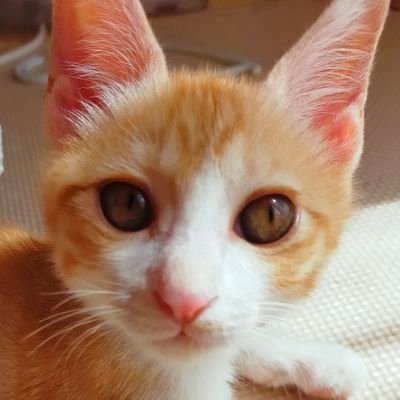 元保護猫､1才㊗️mix♂きなこです🐱
10/15 生後4か月でFIPドライタイプと診断
4/13寛解しました😊🍀
無言フォロー失礼いたします🙇‍♂
クラファン終了、ありがとうございました🙇‍♂ 
闘病記録はInstagramで更新