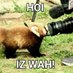 Hourly Wah (Red Panda) (@HourlyWah) Twitter profile photo