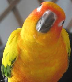 9 year old sun conure parrot that is loud, silly & smart. I love music, my owner, & kisses. My owner loves birds, animals, nature, sports, & real estate.