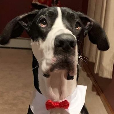 Normal person that has a Great Dane but loves the #SHIB lol and several other cryptos