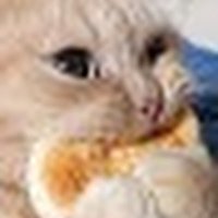 Lazy Loaf (@lazycatloaf) 's Twitter Profile