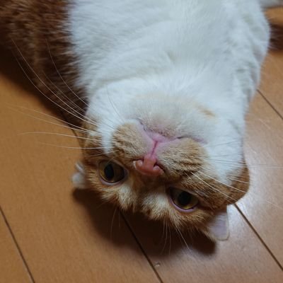 haru860143's profile picture. 