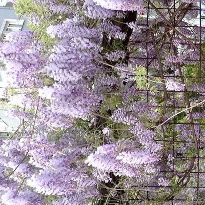 gulizarcakir606's profile picture. mülk allahındır