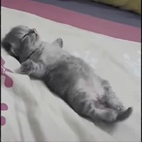 リト❤️Cookie (@tjoel_op) 's Twitter Profile