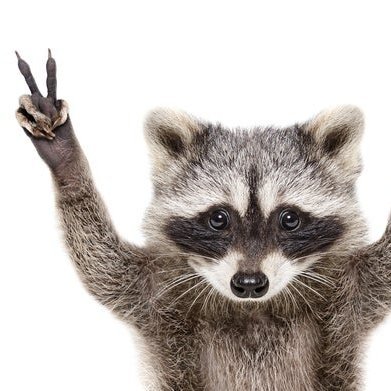 DISCLAIMER: Not a real raccoon.