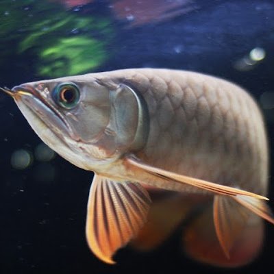 1925 yakitori Profile