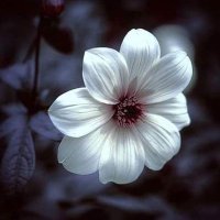 شواطى الزمرد ⚘️ (@ivan01283113) Twitter profile photo