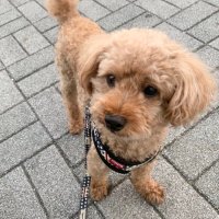さ き (@ivan3928) 's Twitter Profile