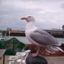 Pauline Tanner - @PCat44 - Twitter