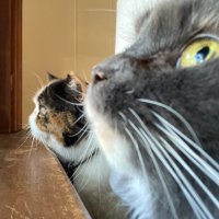 Baxter (@lilscalps) 's Twitter Profile Photo Baxter (@lilscalps) 's Twitter Profile Photo