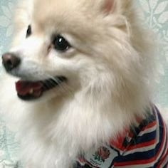 Seven6256's profile picture. 主に🌸🏉🌸レンジー⚪🔴秋田犬🐶🍜クボタスピアーズ🦄🥃景色。大したことを呟いていません。テストマッチ５連戦最高🇦🇺🇿🇦🇮🇪🏴󠁧󠁢󠁷󠁬󠁳󠁿🇬🇪0-1