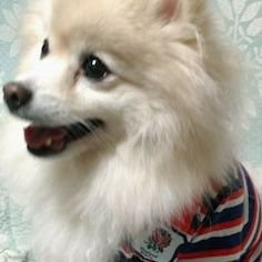 主に🌸🏉🌸。レンジー⚪🔴、秋田犬🐶、🍜、クボタスピアーズ🦄、🥃、景色。大したことを呟いていません。RWC2023🇫🇷結果🇨🇱⚪、🏴󠁧󠁢󠁥󠁮󠁧󠁿⚫、🇼🇸🥇、🇦🇷😭　4年後のオーストラリアでは絶対に