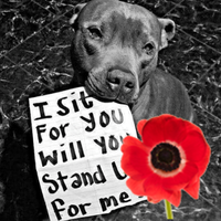 Nikki (@4ourdogs) 's Twitter Profile