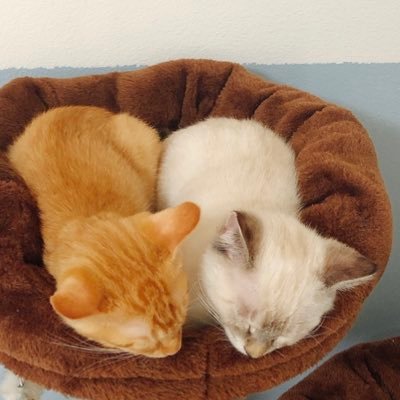 hpbqQHEiDSsDCli's profile picture. 保護猫のチロル（R3.6.18〜🏠）と   里親猫のプックル（R3.7.20〜🏠）です🐾 不定期です🐾この垢では純粋に猫ちゃんを楽しみたいのでYouTube登録してください等のメッセージはご遠慮願います🐈