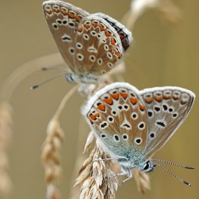 ConfButterfly Profile Picture