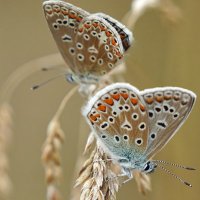 Biology of Butterflies - Prague 2023 (@confbutterfly) 's Twitter Profile Photo Biology of Butterflies - Prague 2023 (@confbutterfly) 's Twitter Profile Photo