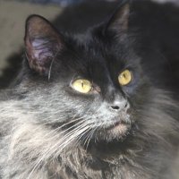 DWMcLean (@moofdifferent) 's Twitter Profile