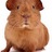 CobayaMiami's profile image