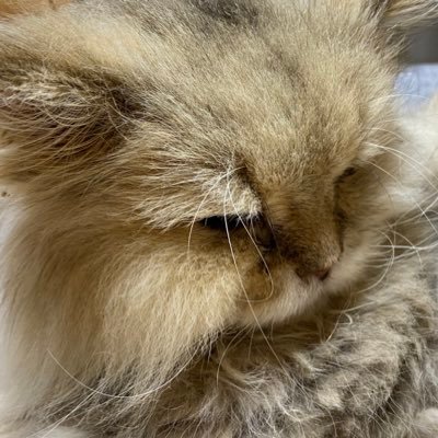 たまーに支部に投稿してる降志文字書きです。書きたいネタはたくさんあるのに能力と時間がまったく足りない。いつか転生して神様が絵心スキルをくれたら、アイコンやヘッダーを推しにしてみたい。 なお、とっても成人。